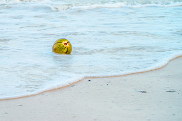 Naklejka premium Coconut on the beach
