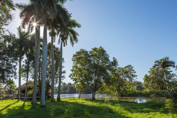Obraz premium tall palm trees in the rays of the sun on the lake