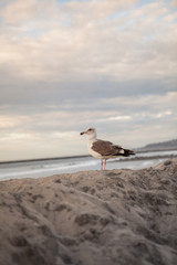 Seagull in San Diego on beach