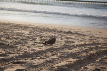 California Seagull in San Diego on beach