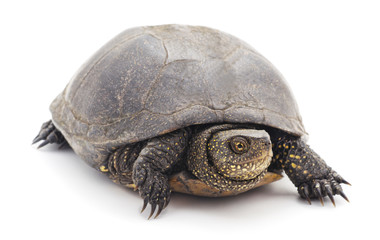 Large turtle.