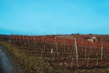 Weinberg im Februar zur Mittagszeit mit Windräder