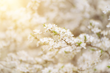 Spring seasonal background with blooming plum tree branches and sun rays, natural seasonal floral background