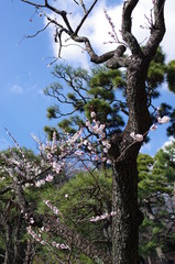 Plum flower