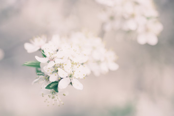 Abstract spring seasonal background with white flowers, natural easter floral image with copy space