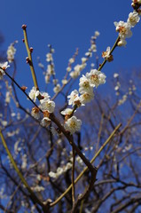 Plum flower
