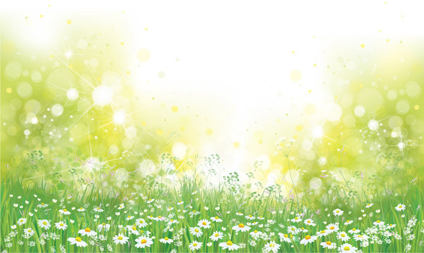Vector summer nature  background,  blossoming flowers field.