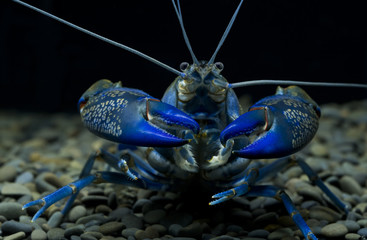 crayfish blue