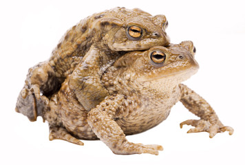 Mating couple of the common toad, Bufo bufo. Pair of animal in amplexus on a white background.