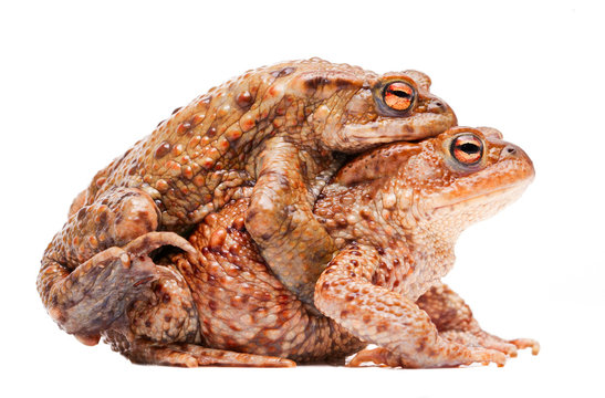 Mating couple of the common toad, Bufo bufo. A male animal in amplexus on the female. Amphibian isolated on white background.