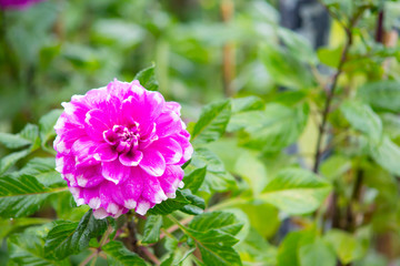A beautiful pink Dahlia flower in the garden