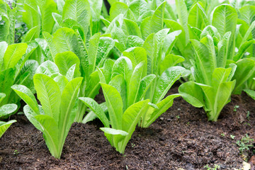 Obraz premium Fresh green oak vegetable in the organic farm