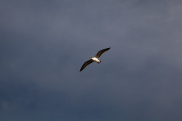 Seagull in San Diego on beach