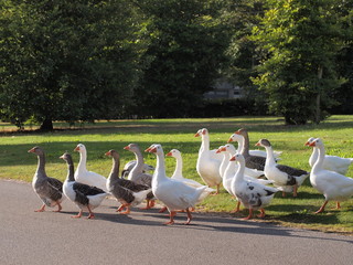 Geese