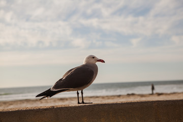 Seagull in San Diego on beach