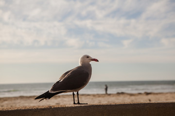 Seagull in San Diego on beach