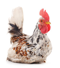 Grey cock.