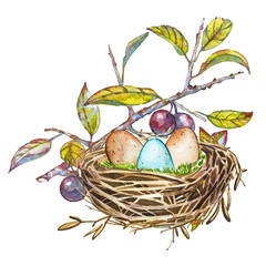 Hand drawn watercolor art bird nest with eggs , easter design. Isolated illustration on white background.