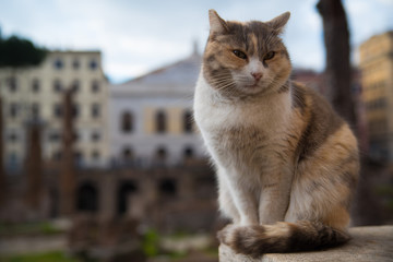 Cats of Rome
