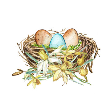Hand drawn watercolor art bird nest with eggs and spring flowers , easter design. Isolated illustration on white background.