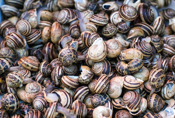 Lots of pile snails from an Italian market
