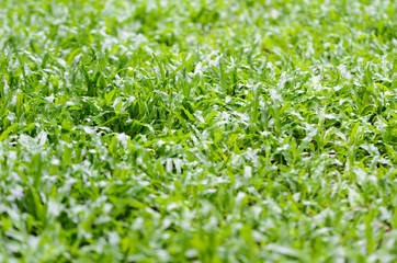 Lawn
