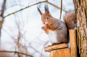 Naklejka na ściany i meble Squirrel in the park sitting on the tree gnawing hazelnut