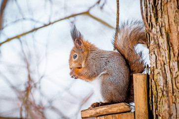 Squirrel in the park sitting on the tree gnawing hazelnut