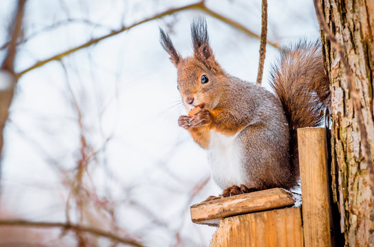 Squirrel in the park sitting on the tree gnawing hazelnut