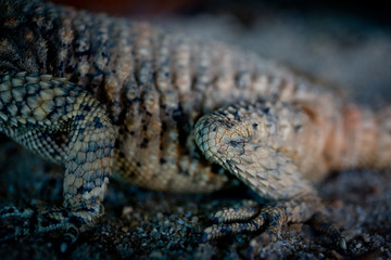 Fototapeta premium Lizard