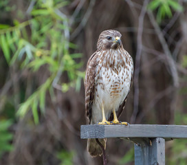 Hawk in waiting for breakfast