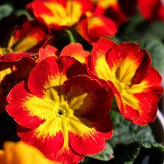 Obraz na płótnie Canvas red and yellow primrose flower