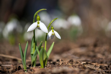 Spring snowdrop flowers blooming in sunny day