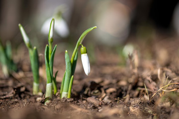 Spring snowdrop flowers blooming in sunny day