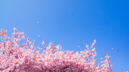 Fototapeta na wymiar 青空に散る桜