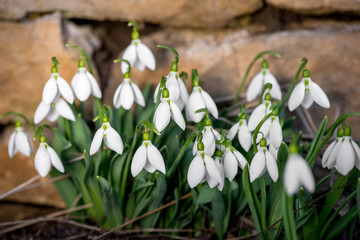 Spring snowdrop flowers blooming in sunny day