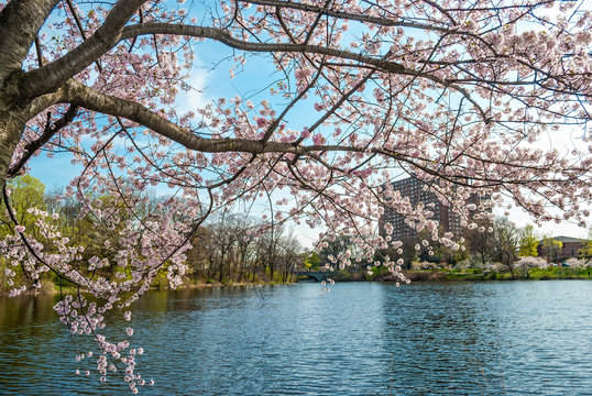 Cherry Blossom Branch