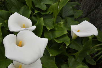 Calla lily (Zantedeschia)