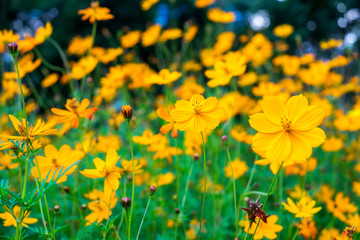 Obraz premium Cosmos yellow flower blooming beautiful