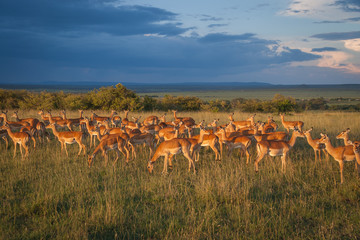 Naklejka na ściany i meble a herd of impalas against the sunset in Maasai Mara, Kenya