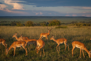 a herd of impalas against the sunset in Maasai Mara, Kenya