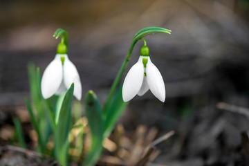 Spring snowdrop flowers blooming in sunny day