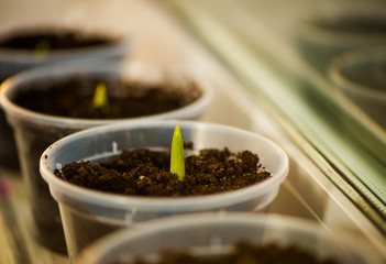 germ of tulip flower in pot
