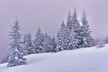 Frozen trees in forest in the foggy morning