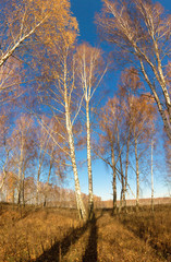 white birch grove on blue sky in early spring