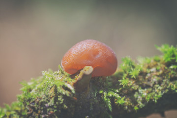 Judasohr - Auricularia auricula-judae - in einer Makroaufnahme