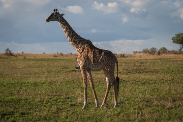 Wild giraffe in Maasai Mara, Kenya