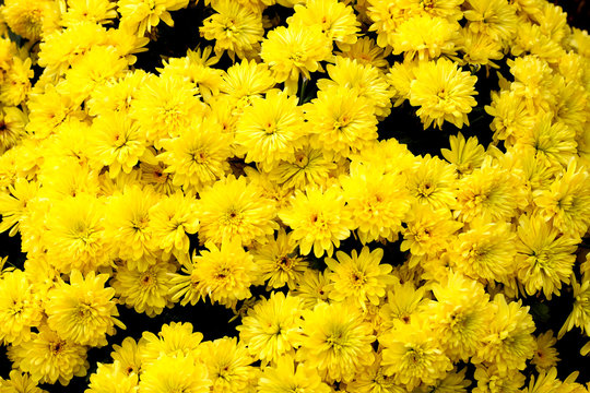 Yellow chrysanthemum as a background, close up