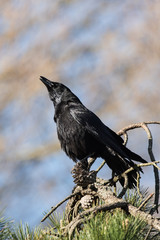 Carrion Crow, Crow, Corvus Corone