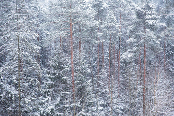 Снегопад на фоне сосновых деревьев © yavlonin